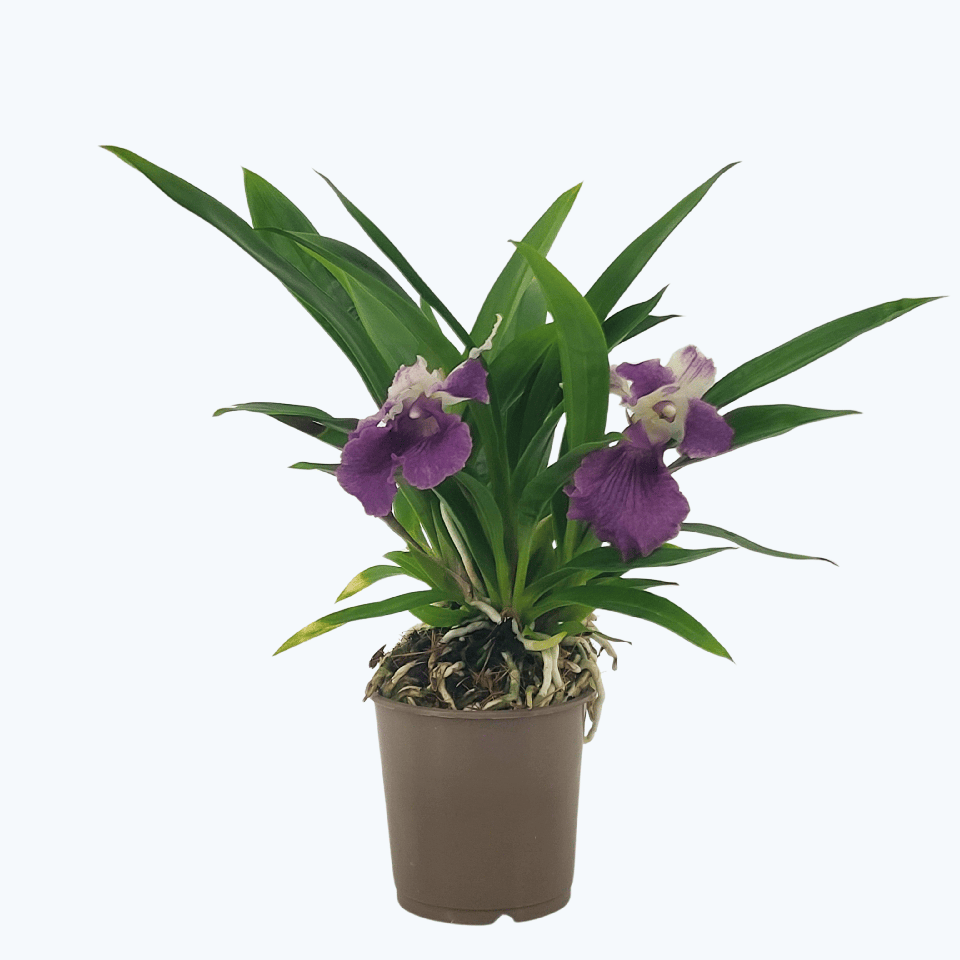 Cochleanthes Hybride mit blau-weißen Blüten im 9cm Topf
