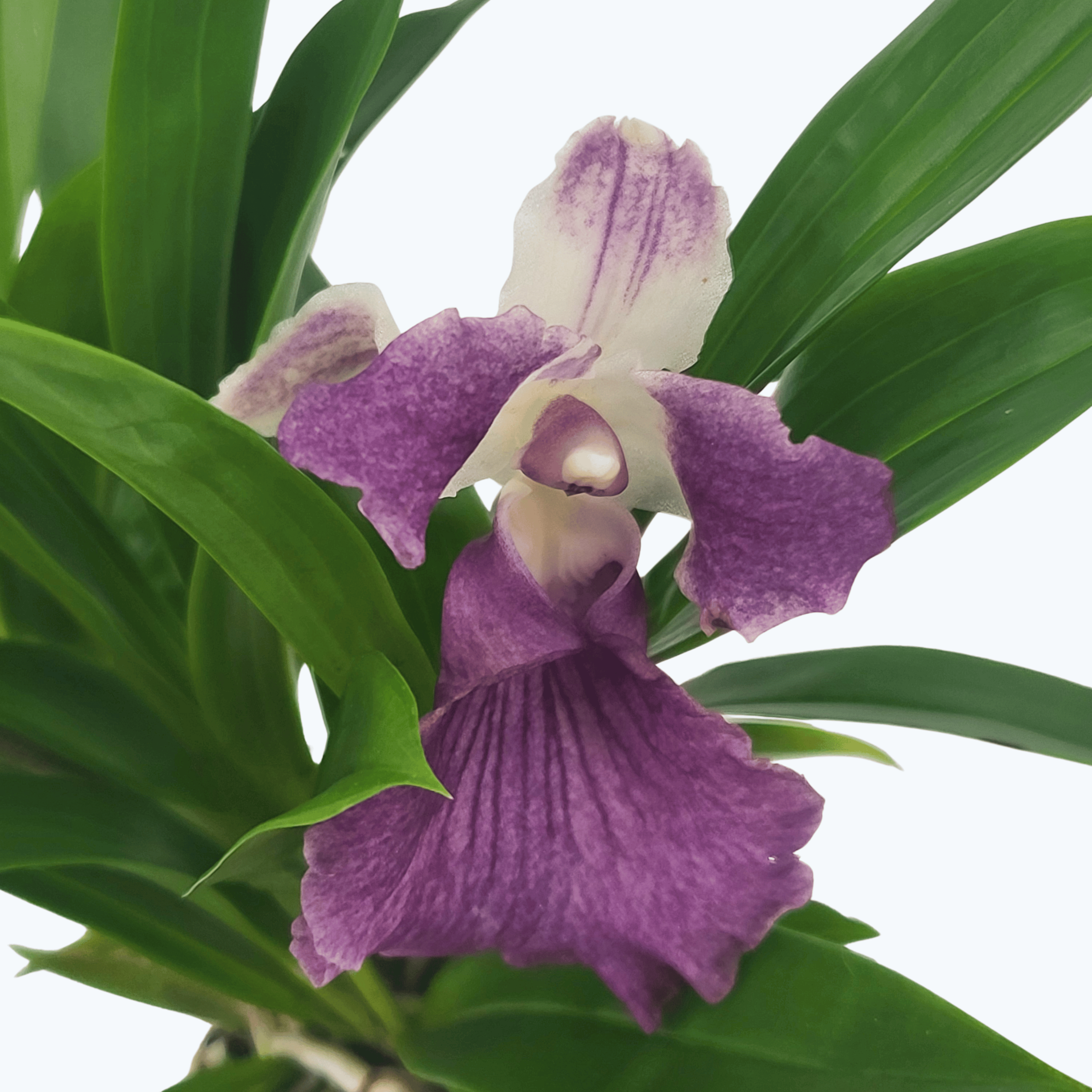 Cochleanthes Hybride mit blau-weißen Blüten im 9cm Topf