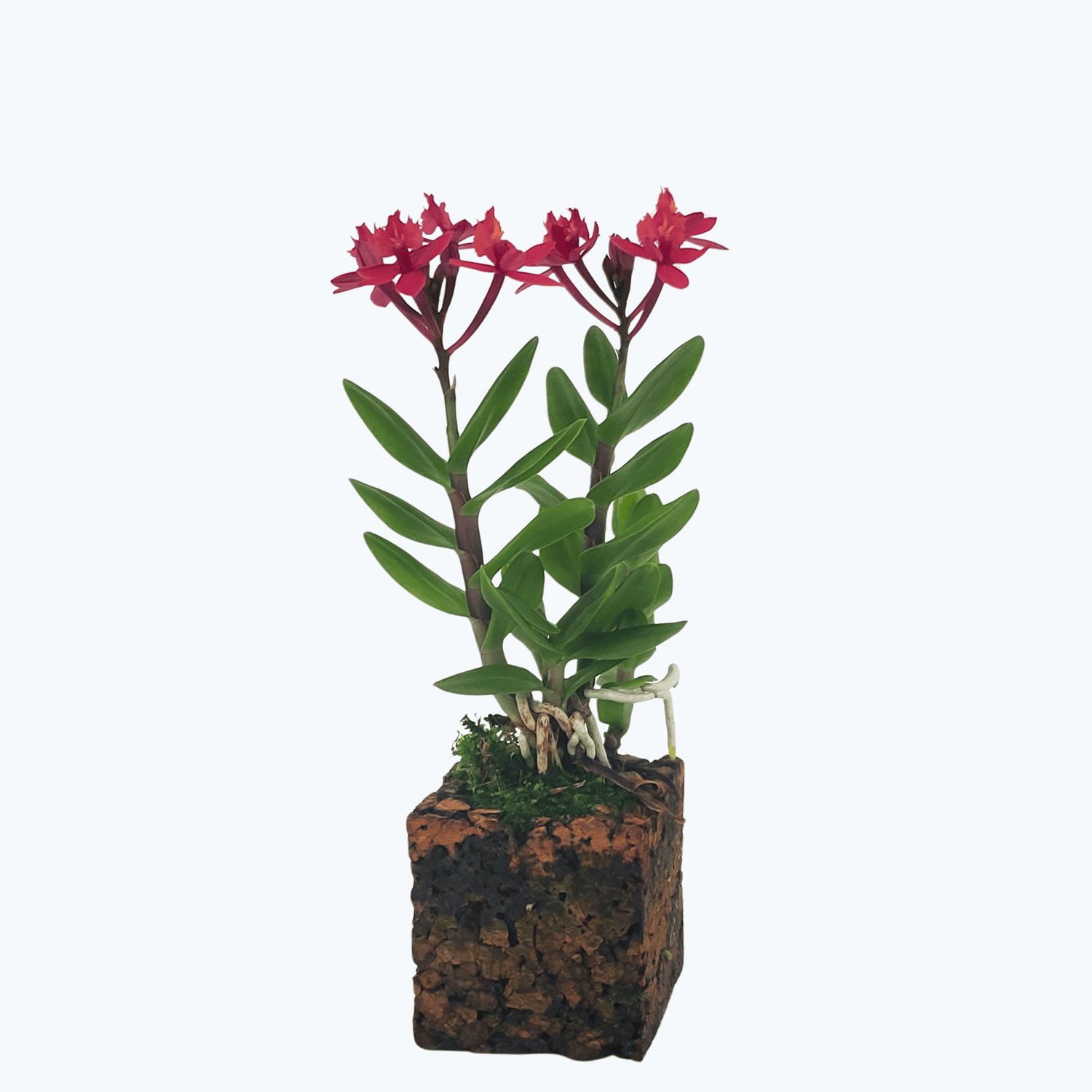 Epidendrum Nordic Fire Dauerblüher mit magentafarbenen Blüten und 1 Rispe im Korkquader