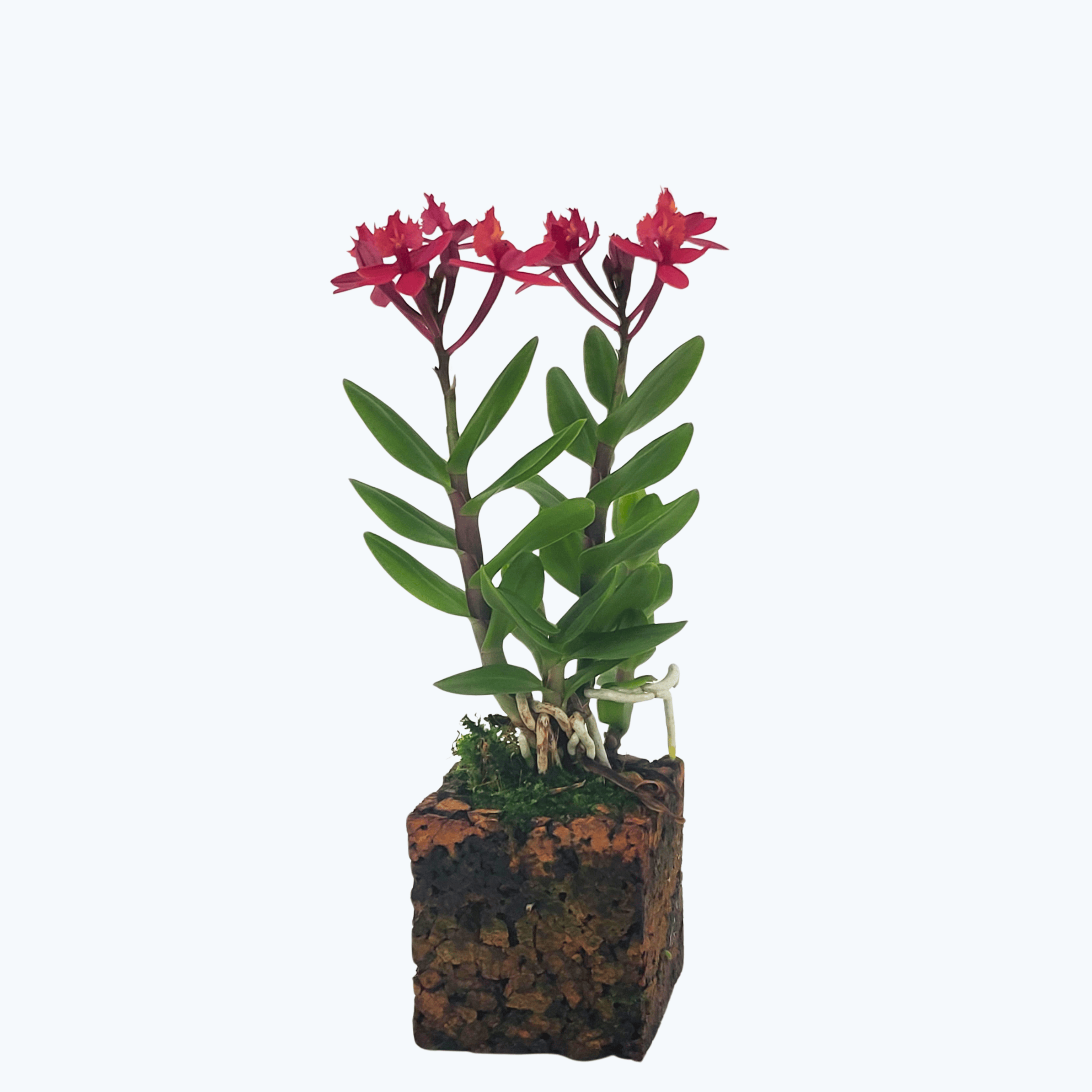Epidendrum Nordic Fire Dauerblüher mit magentafarbenen Blüten und 1 Rispe im Korkquader