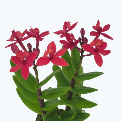 Epidendrum Nordic Fire Dauerblüher mit magentafarbenen Blüten und 1 Rispe im Korkquader