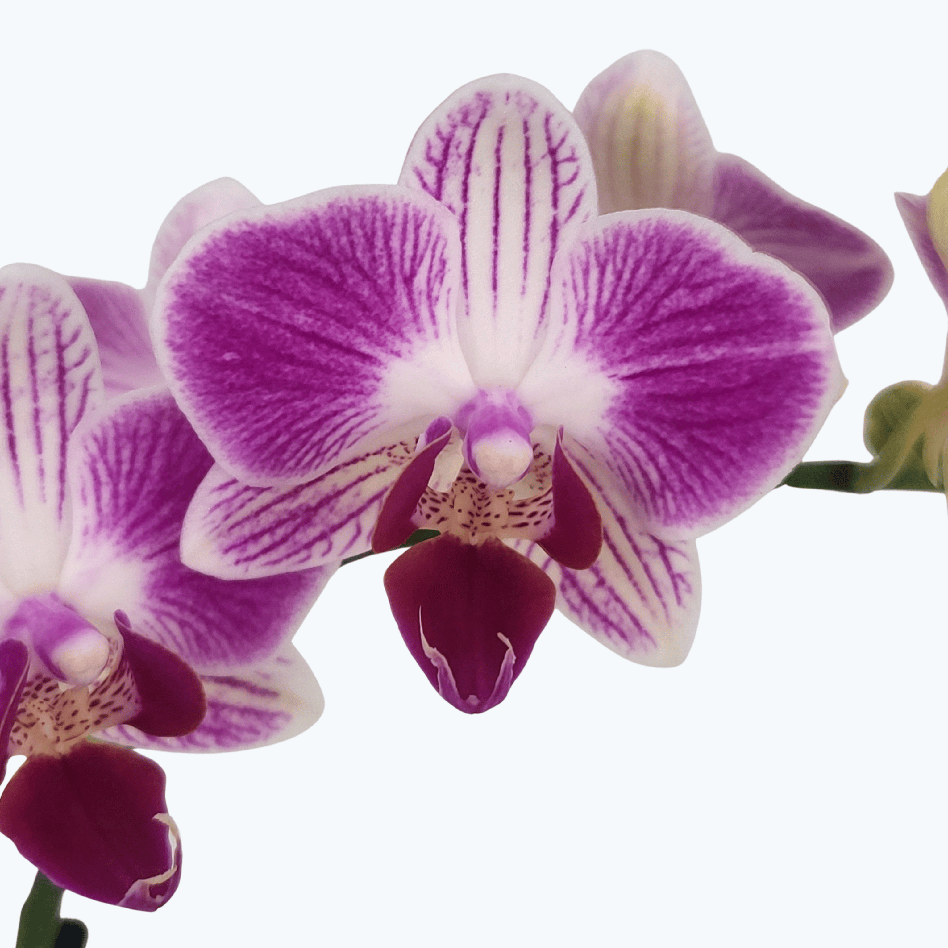 Phalaenopsis Farbmix im 3er Set mit 3 Rispen
