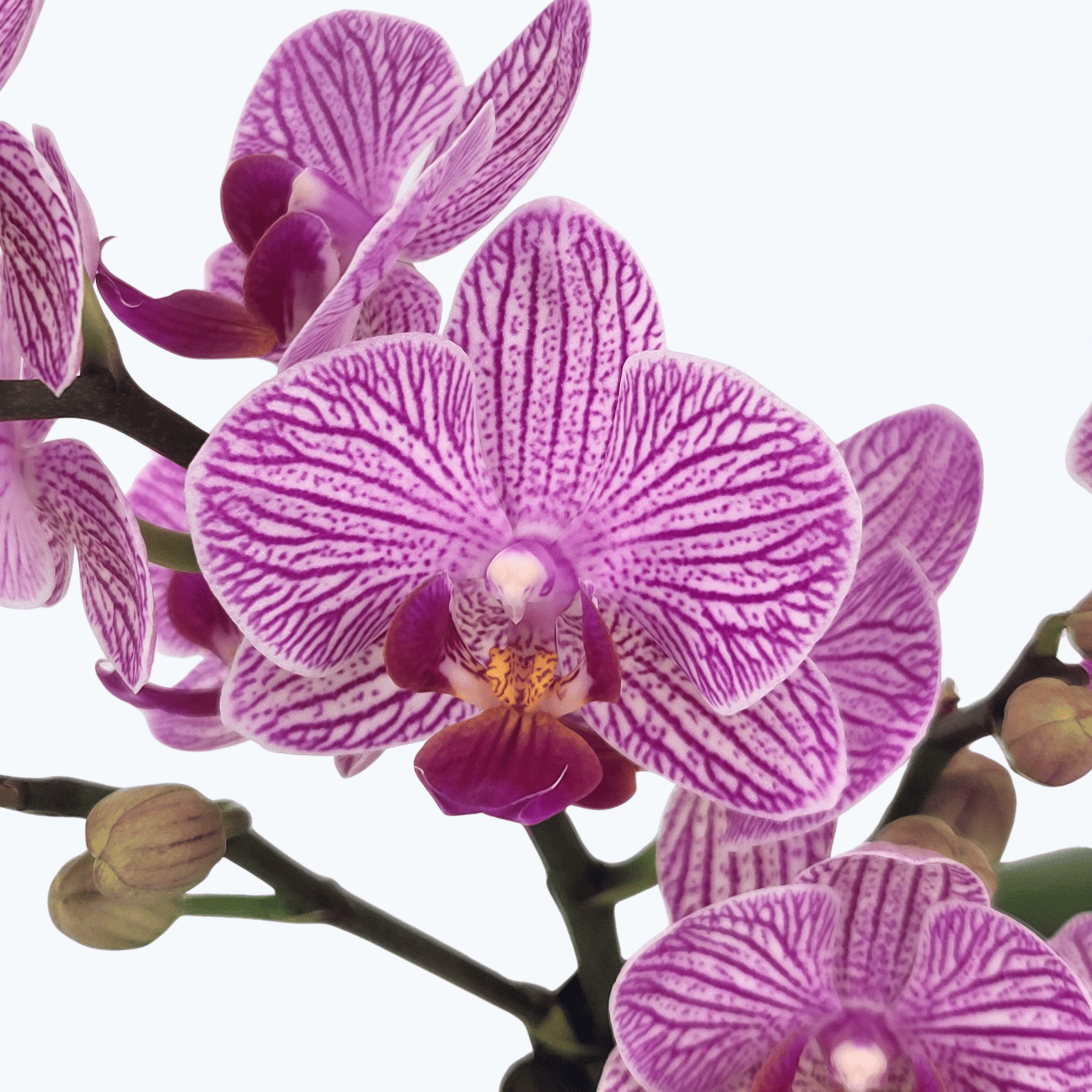 Phalaenopsis Farbmix im 3er Set mit 3 Rispen