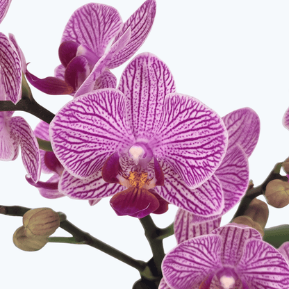 Phalaenopsis Farbmix im 3er Set mit 3 Rispen