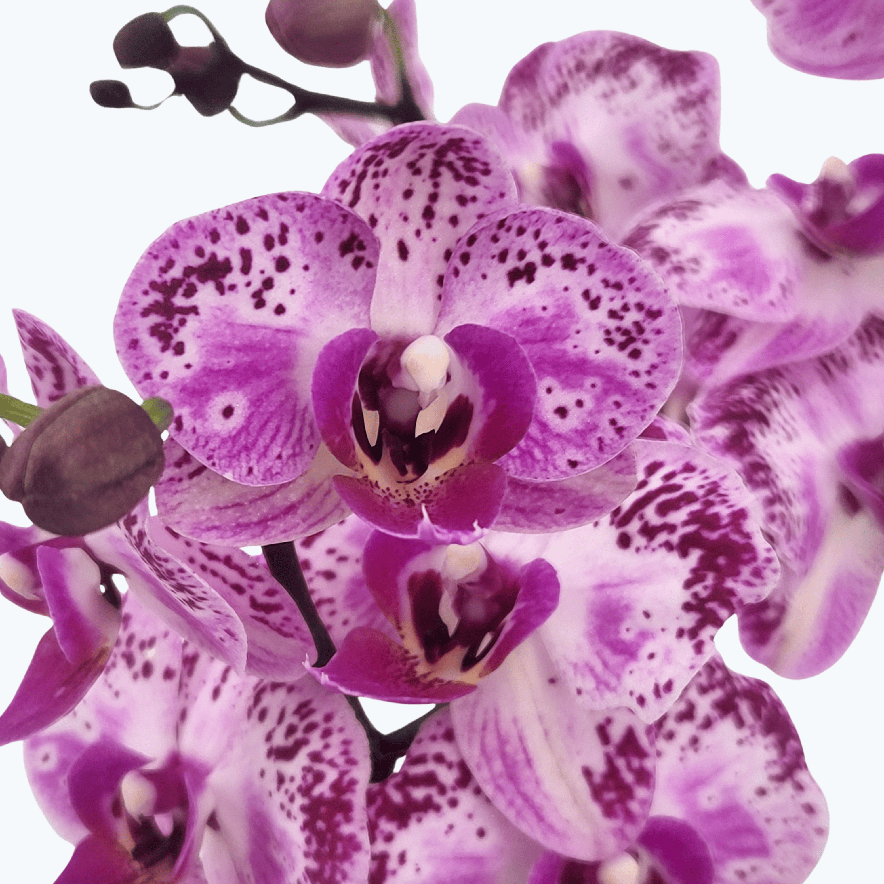 Phalaenopsis Farbmix im 3er Set mit 3 Rispen