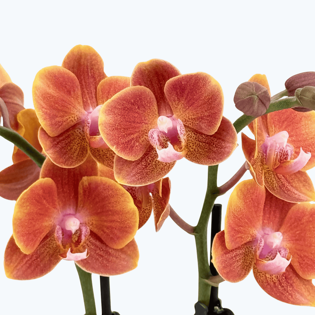 Phalaenopsis Dame Etna mit orange-gelben Blüten und 2 Rispen