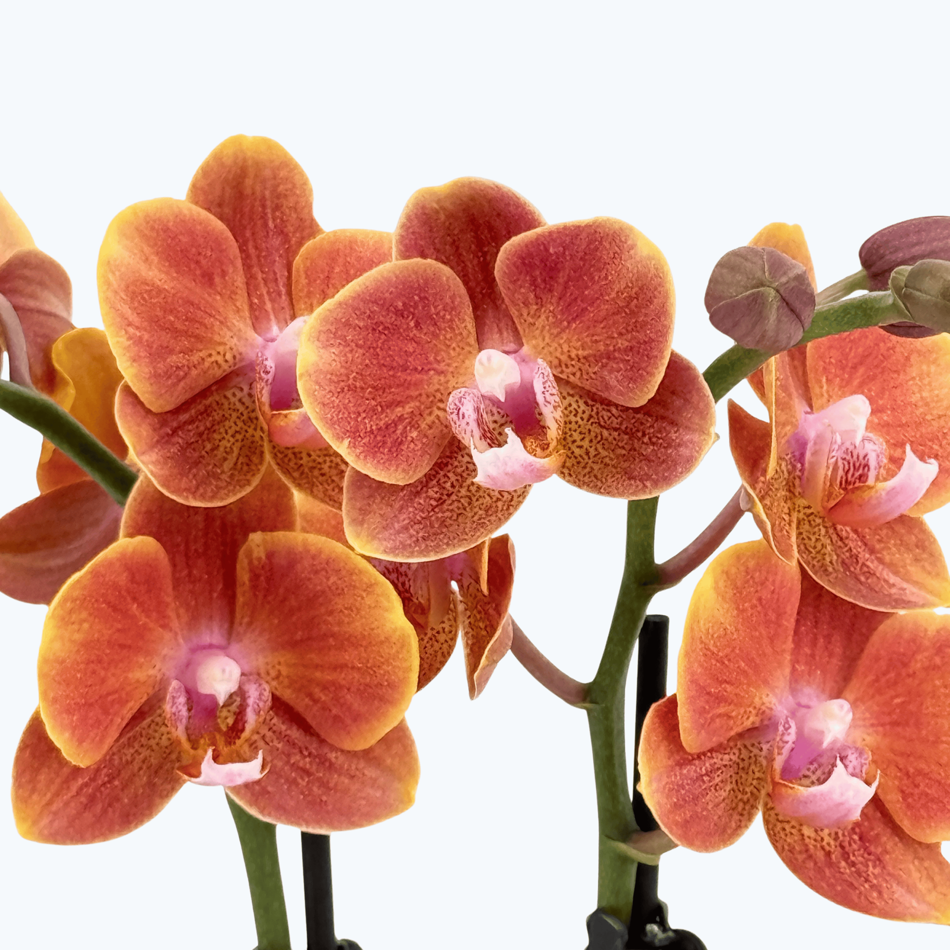 Phalaenopsis Dame Etna mit orange-gelben Blüten und 2 Rispen