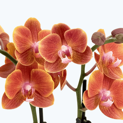 Phalaenopsis Dame Etna mit orange-gelben Blüten und 2 Rispen