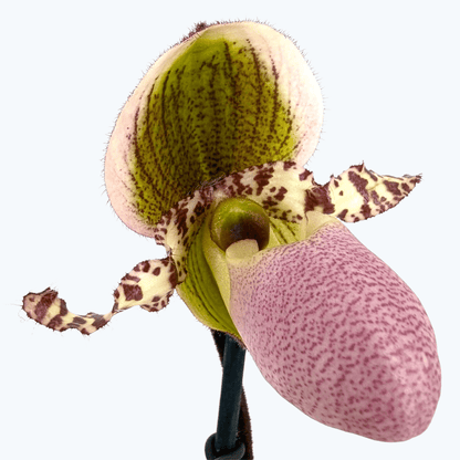 Frauenschuh Paphiopedilum Pinocchio mit grün-rosafarbener Blüte und 1 Rispe im 12cm Topf