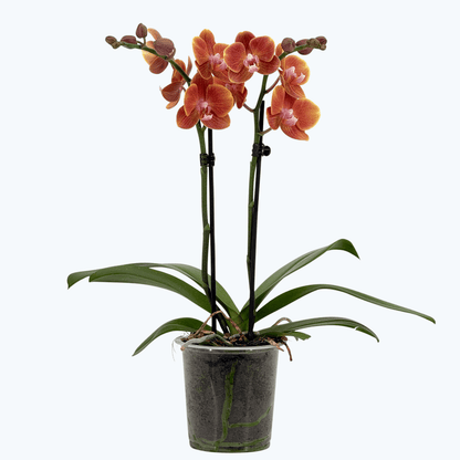 Phalaenopsis Dame Etna mit orange-gelben Blüten und 2 Rispen