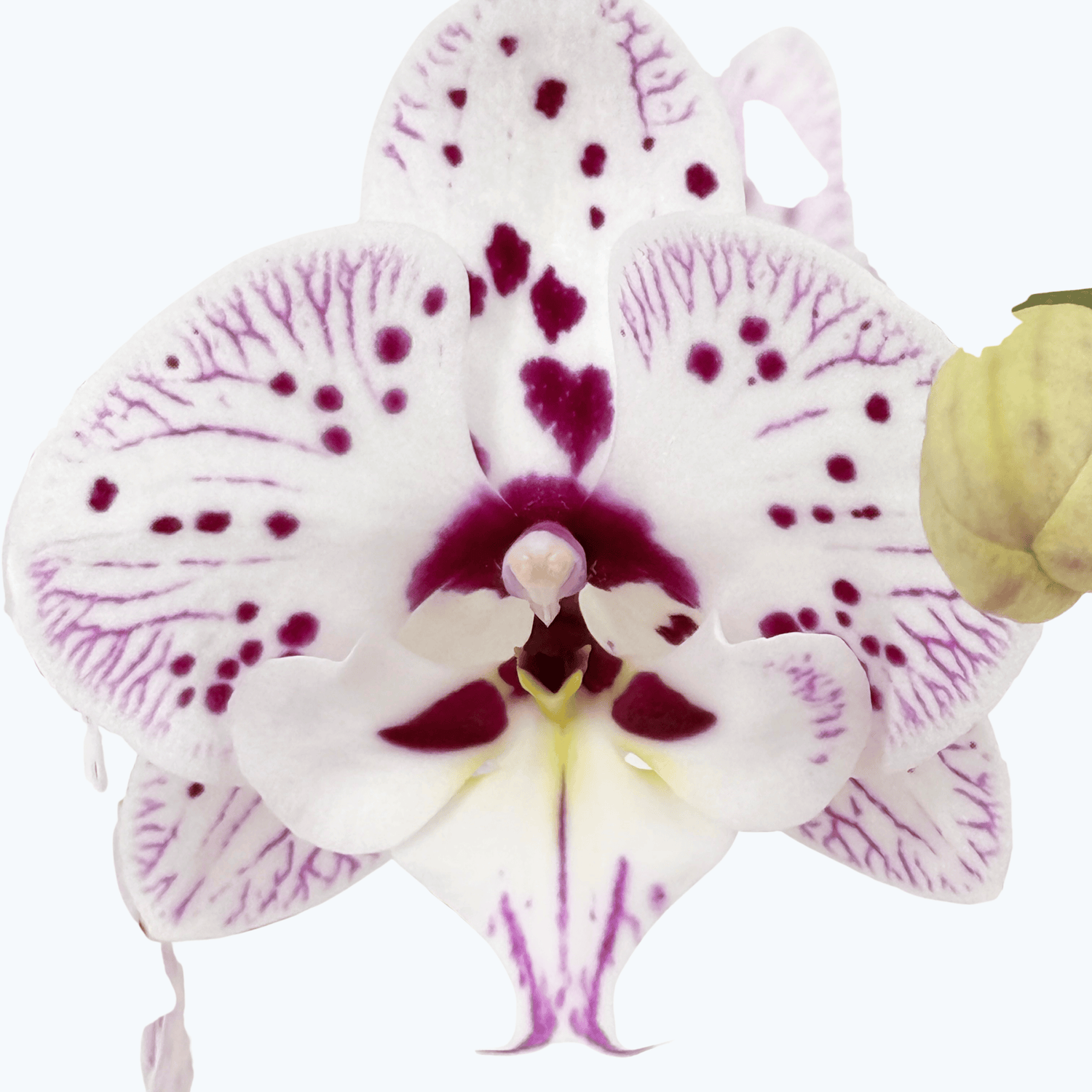 Phalaenopsis Expressions mit weiß-rosa gefleckten Blüten und 2 Rispen