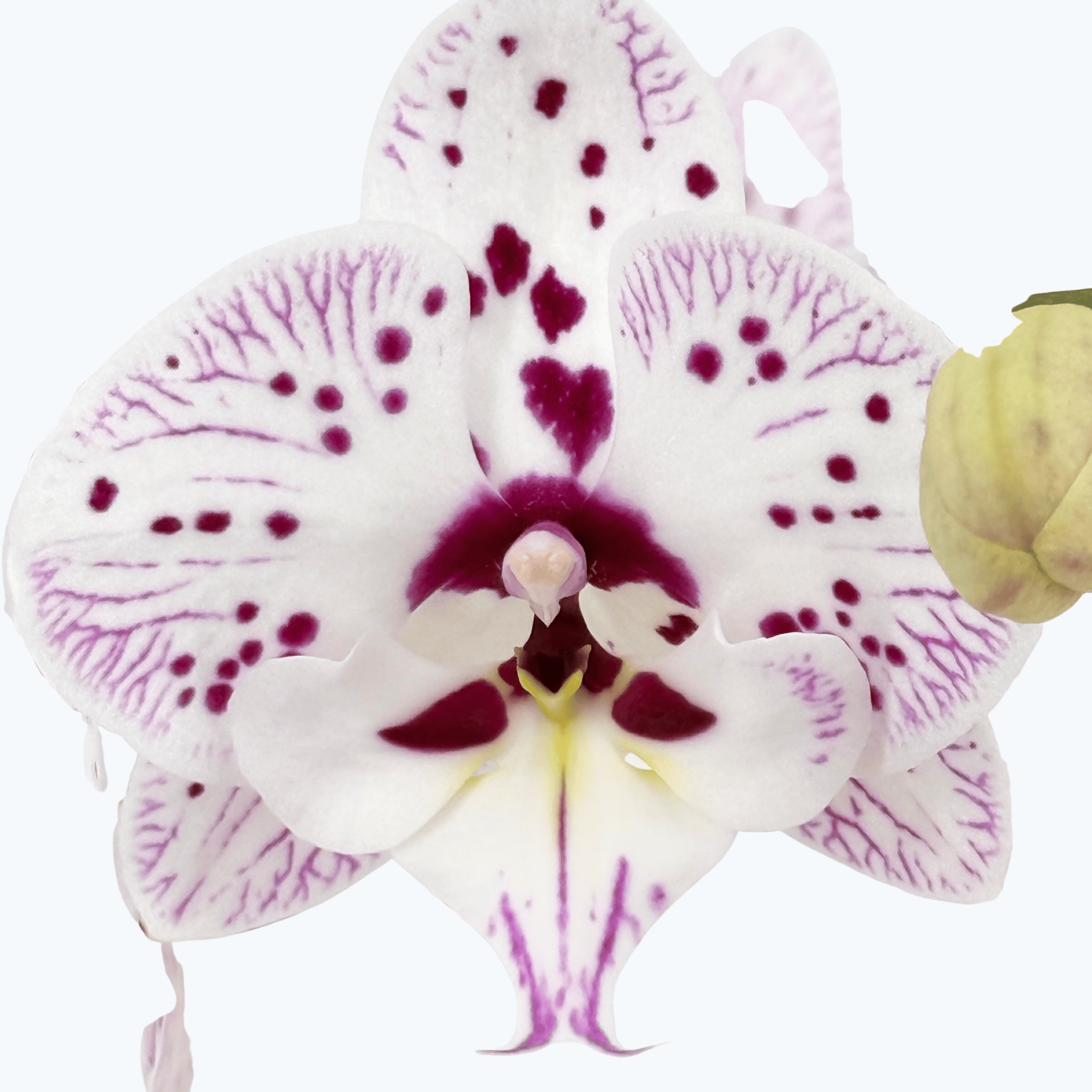 Phalaenopsis Expressions mit weiß-rosa gefleckten Blüten und 2 Rispen