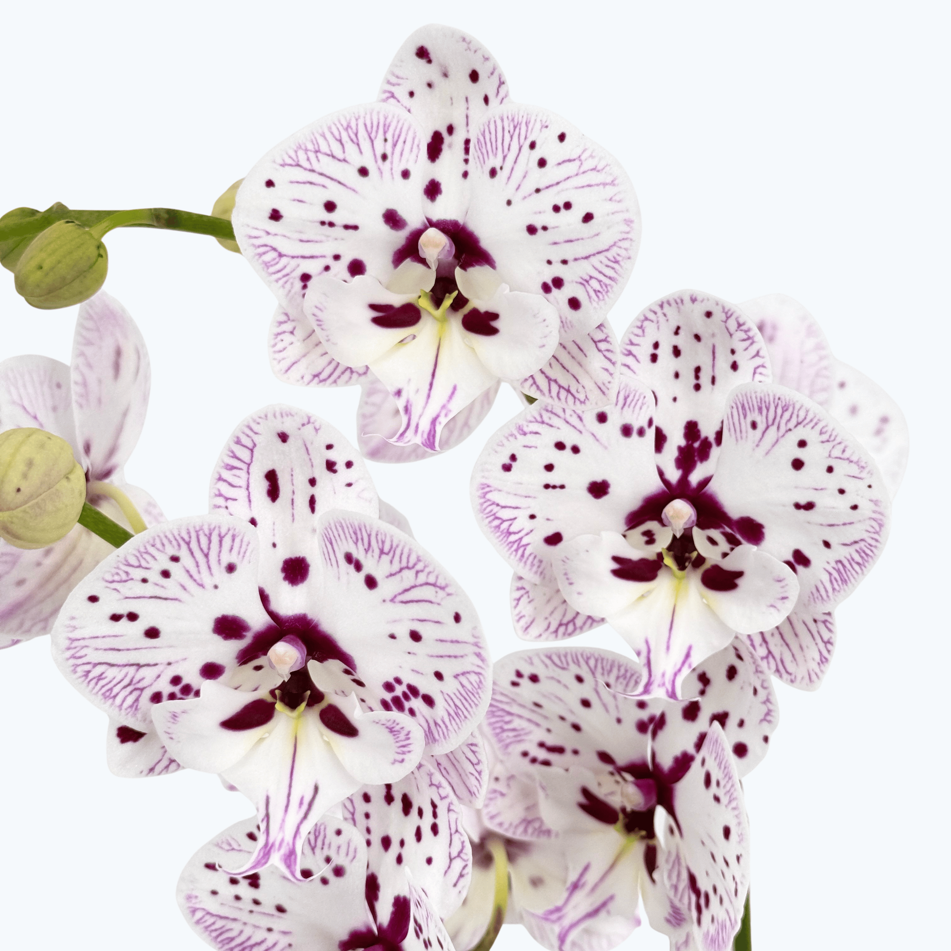 Phalaenopsis Expressions mit weiß-rosa gefleckten Blüten und 2 Rispen