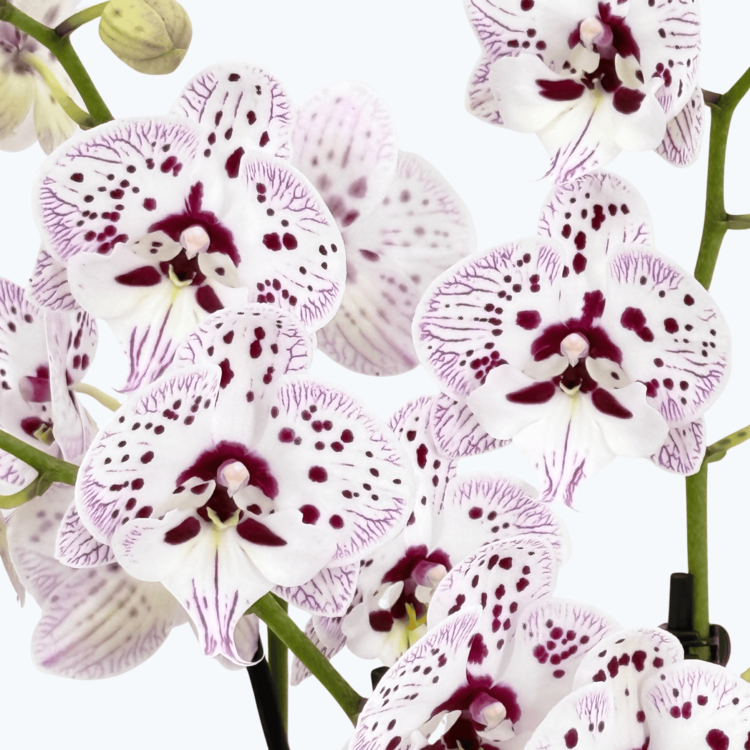 Phalaenopsis Expressions mit weiß-rosa gefleckten Blüten und 3 Rispen