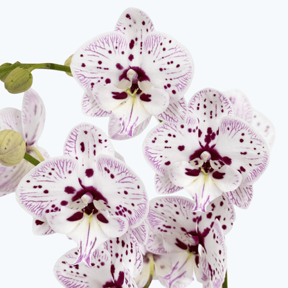 Phalaenopsis Expressions mit weiß-rosa gefleckten Blüten und 3 Rispen