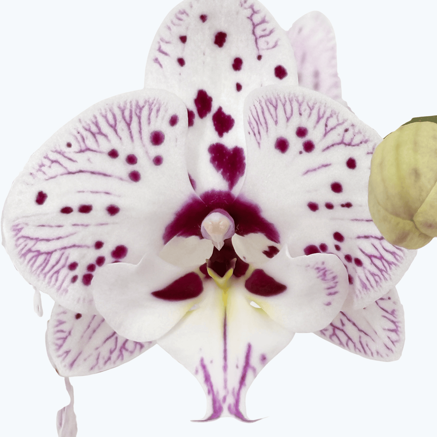 Phalaenopsis Expressions mit weiß-rosa gefleckten Blüten und 3 Rispen