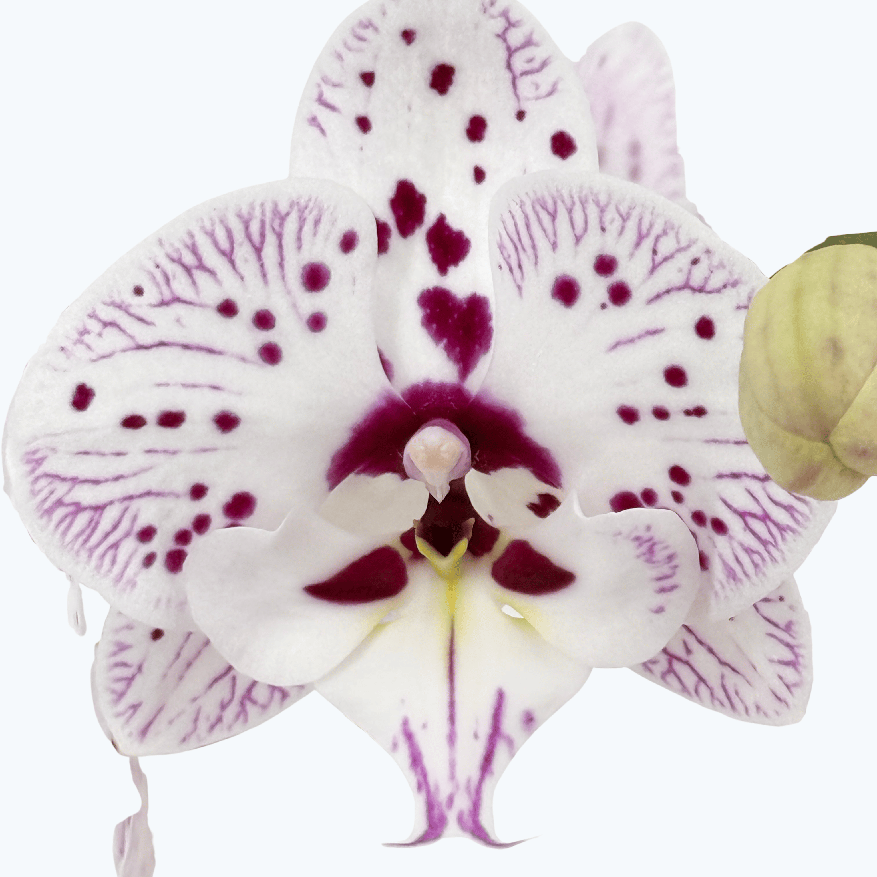 Phalaenopsis Expressions mit weiß-rosa gefleckten Blüten und 3 Rispen