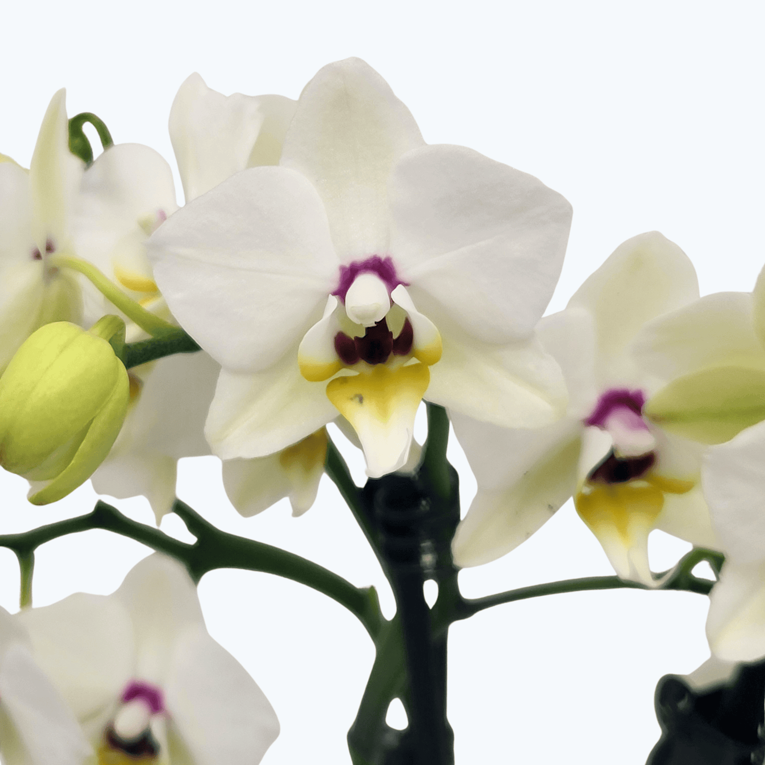Phalaenopsis White Coco mit weißen Blüten und 3 Rispen