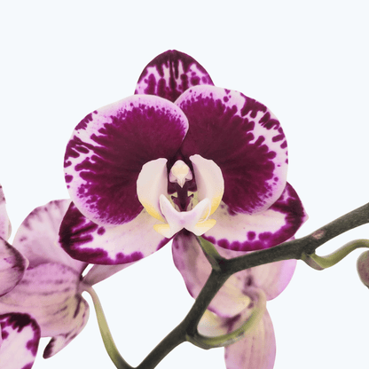 Phalaenopsis Seraphina mit violett-weißen Blüten und 2 Rispen