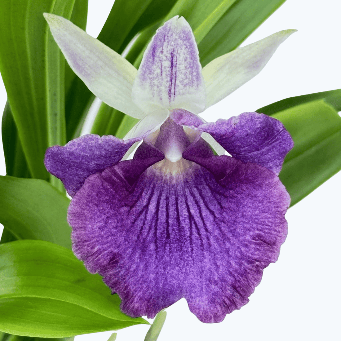 Cochleanthes Hybride mit blauen Blüten im 12cm Topf