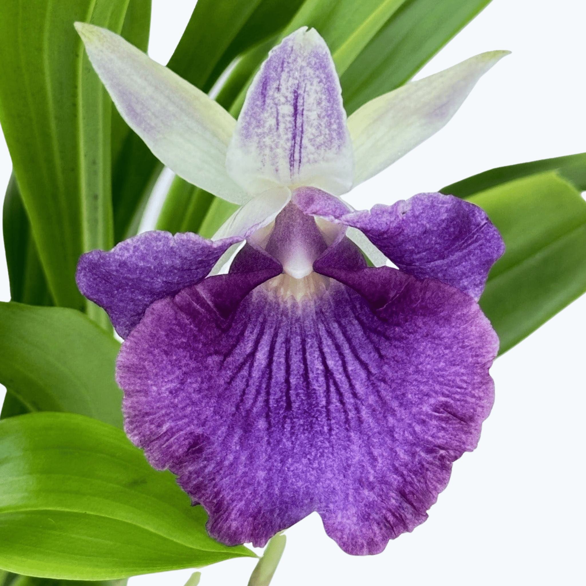 Cochleanthes Hybride mit blauen Blüten im 12cm Topf
