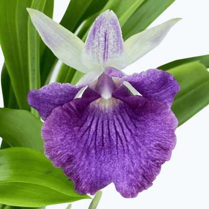 Cochleanthes Hybride mit blauen Blüten im 12cm Topf