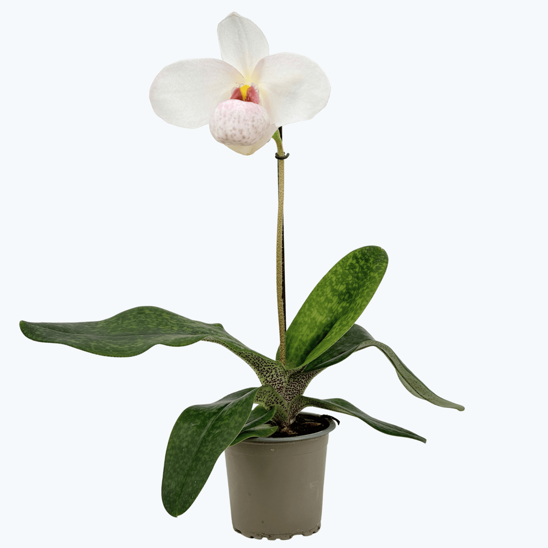 Frauenschuh Paphiopedilum Joyce Hazegawa mit rosa-weißer Blüte und 1 Rispe