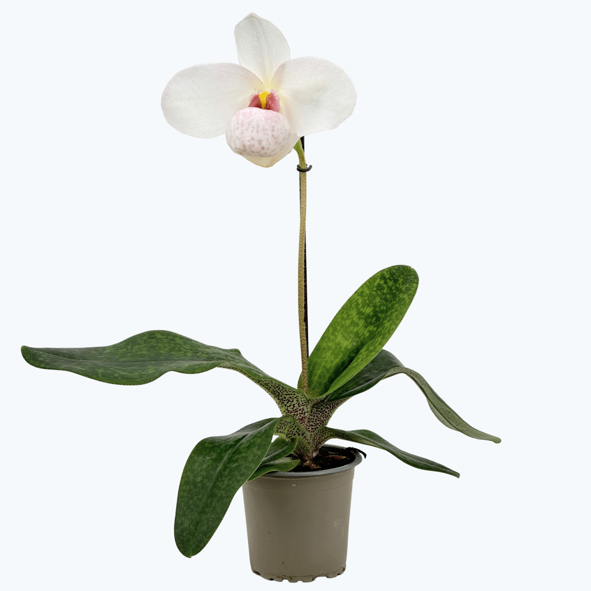 Frauenschuh Paphiopedilum Joyce Hazegawa mit rosa-weißer Blüte und 1 Rispe