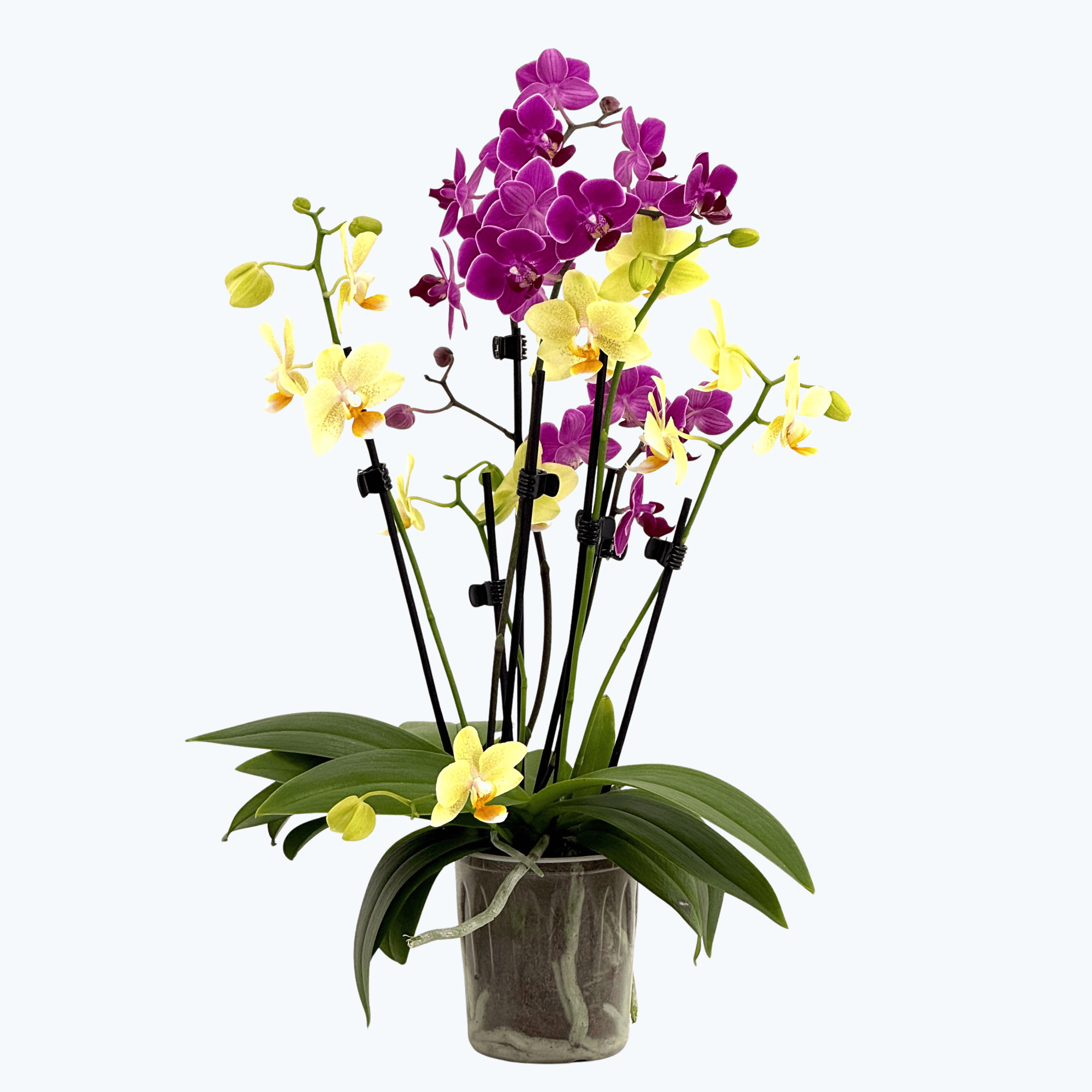 Cocktail Orchidee mit lila-gelben Blüten und 5+ Rispen