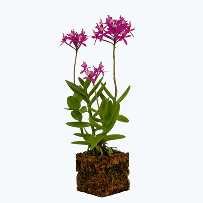 Epidendrum Nordic Fire Pink mit 2+ Rispen im Korkquader