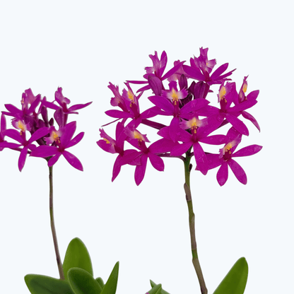 Epidendrum Nordic Fire Pink mit 2+ Rispen im Korkquader