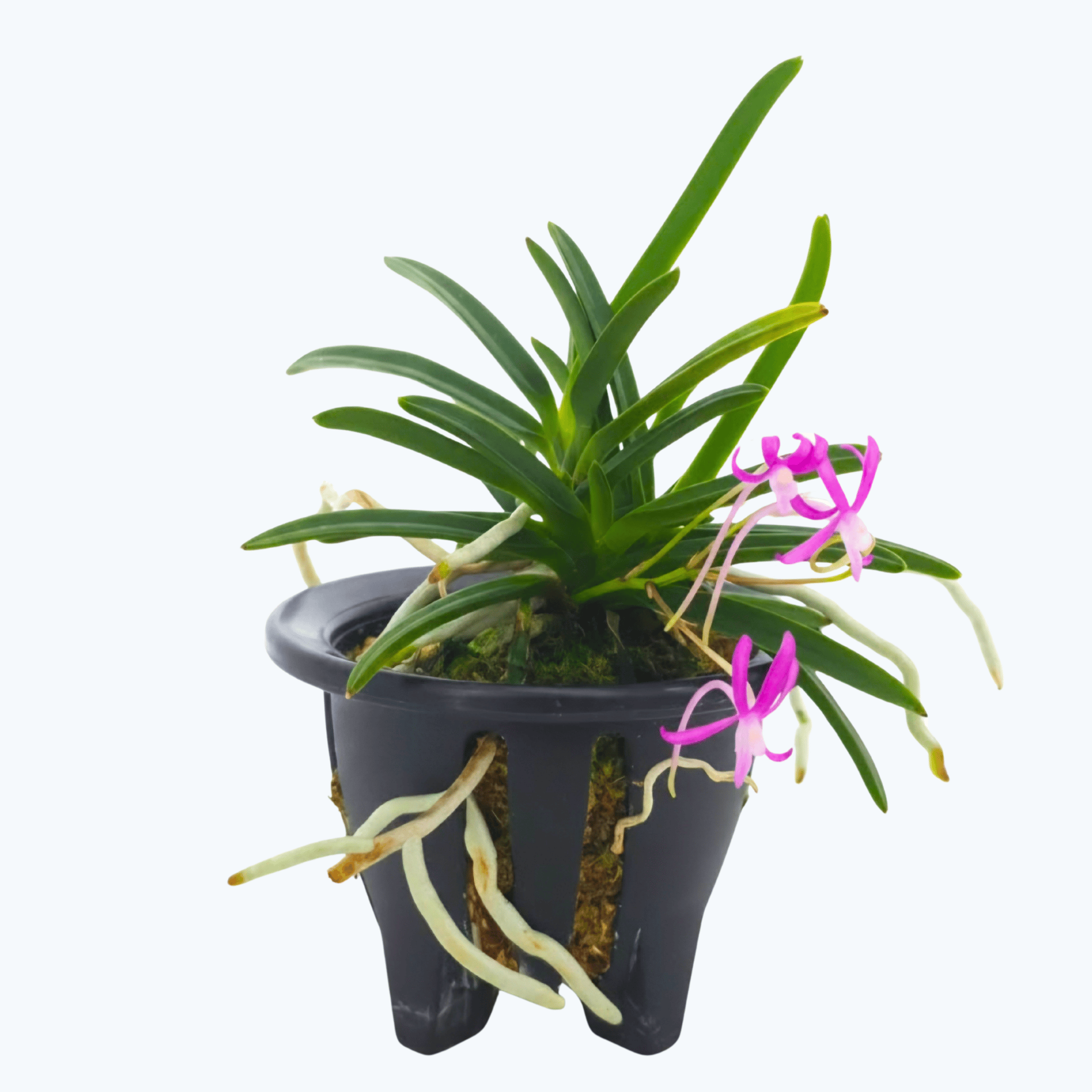 Neofinetia falcata &