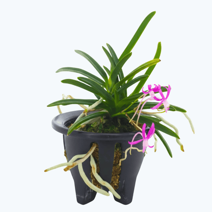 Neofinetia falcata &