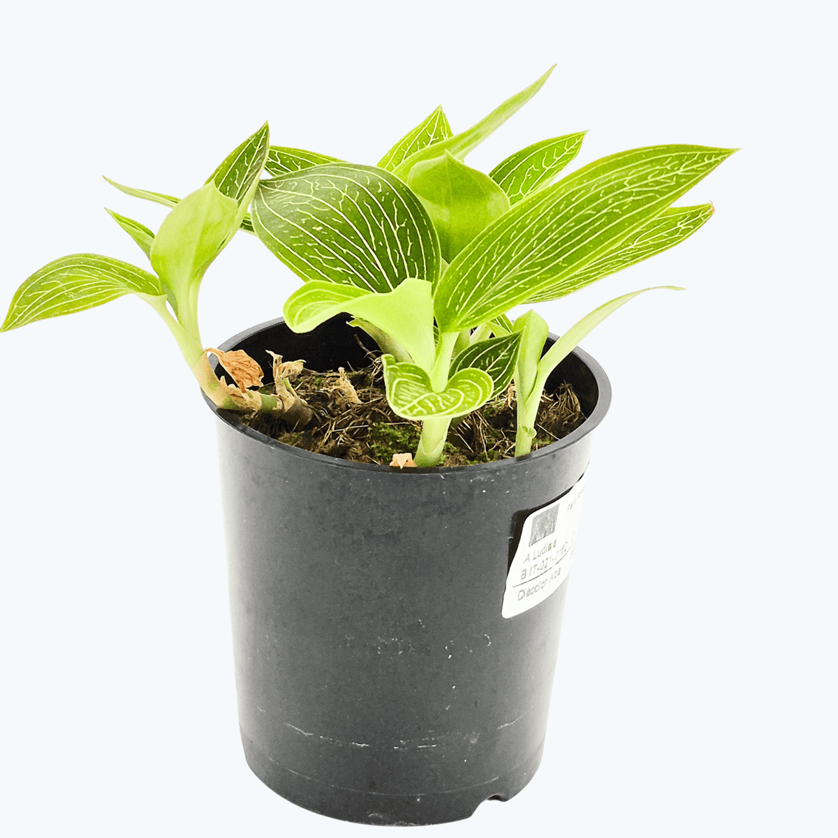 Ludisia Alba discolor im 9cm Topf