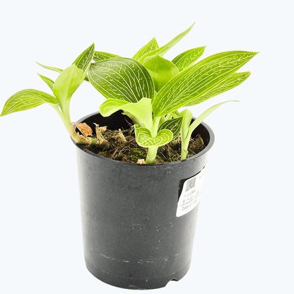 Ludisia Alba discolor im 9cm Topf