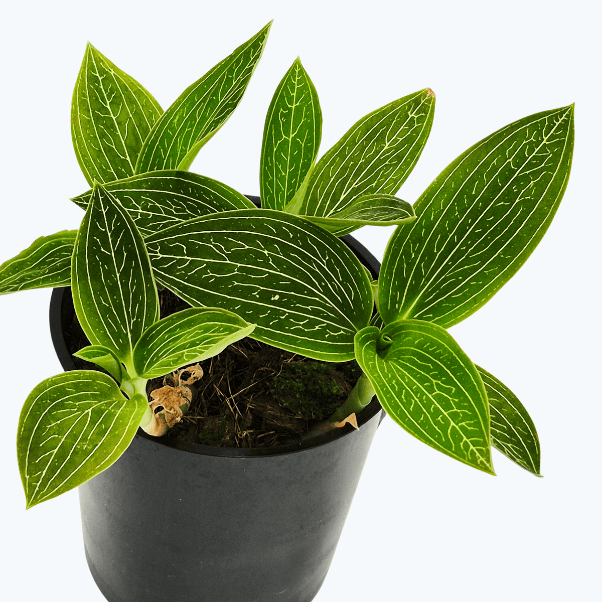 Ludisia Alba discolor im 9cm Topf