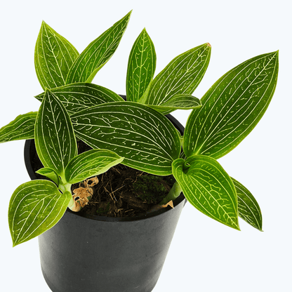 Ludisia Alba discolor im 9cm Topf