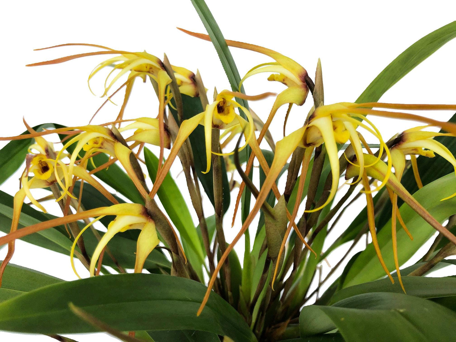 Maxillaria bradei Hybride im Ampeltopf mit gelben Blüten und 15+ Rispen