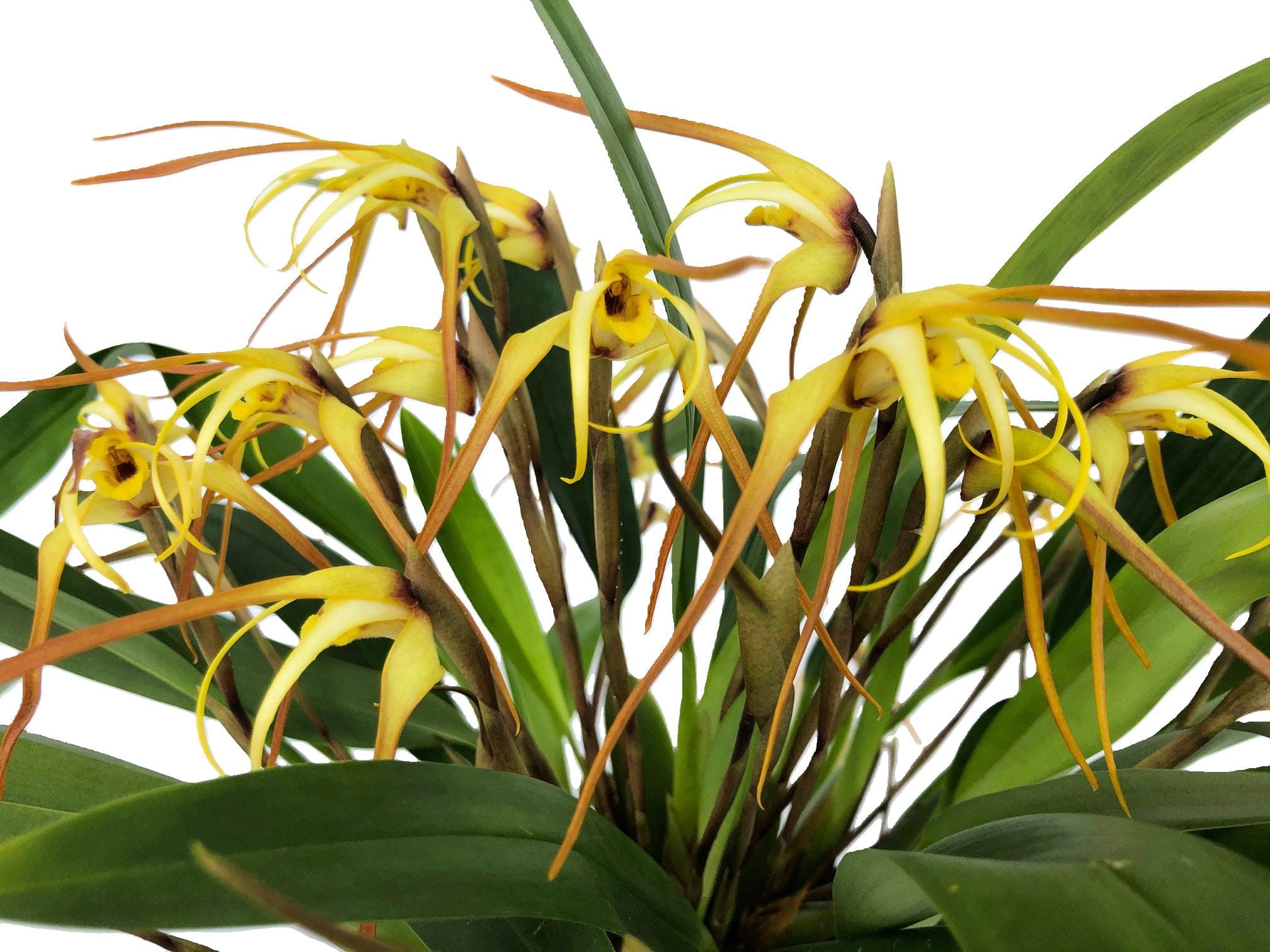 Maxillaria bradei Hybride im Ampeltopf mit gelben Blüten und 15+ Rispen
