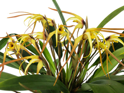 Maxillaria bradei Hybride im Ampeltopf mit gelben Blüten und 15+ Rispen