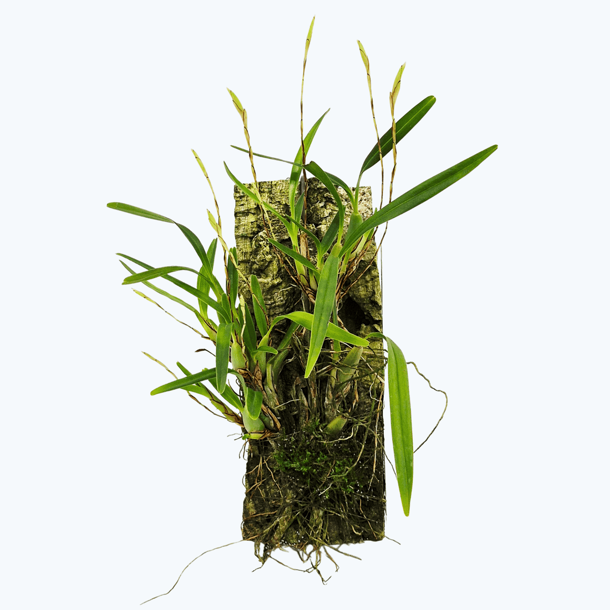 Maxillaria acuminata auf Korkbrett mit Rispenansatz