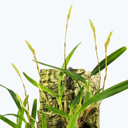 Maxillaria acuminata auf Korkbrett mit Rispenansatz