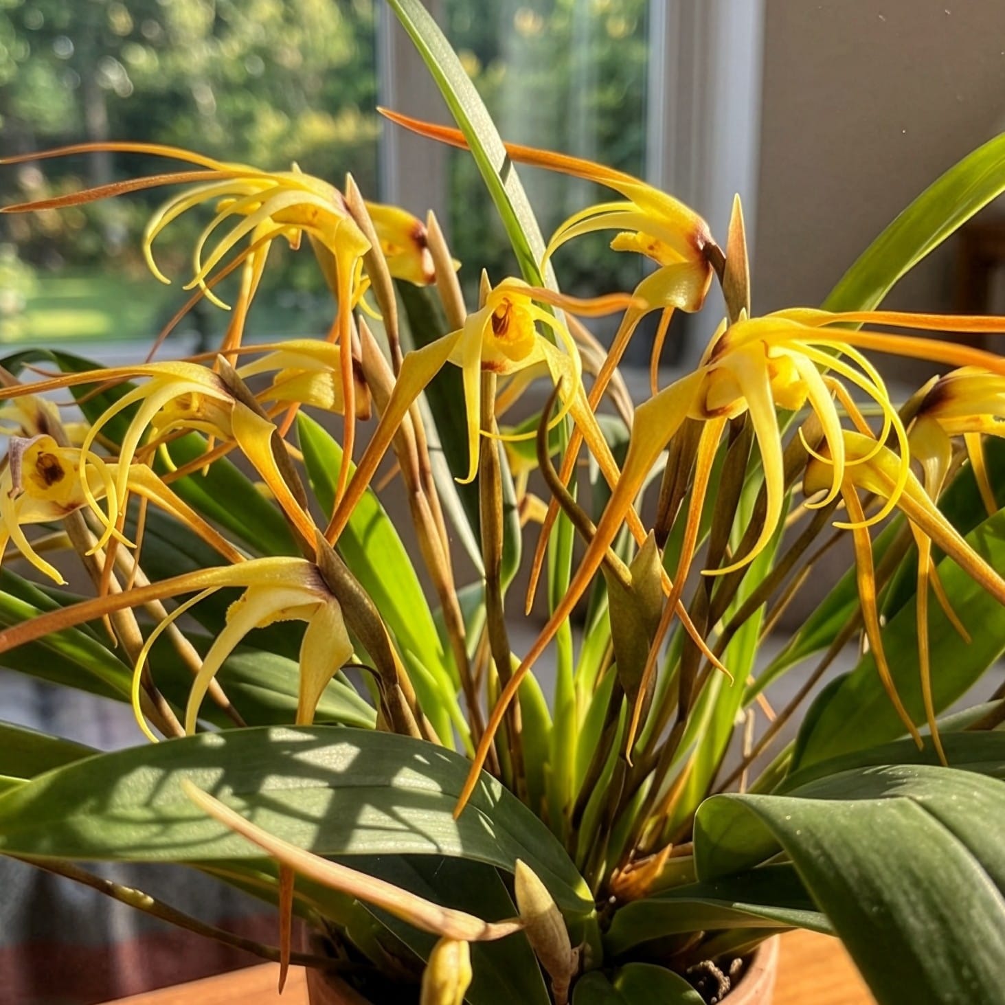 Maxillaria bradei Hybride im Ampeltopf mit gelben Blüten und 15+ Rispen