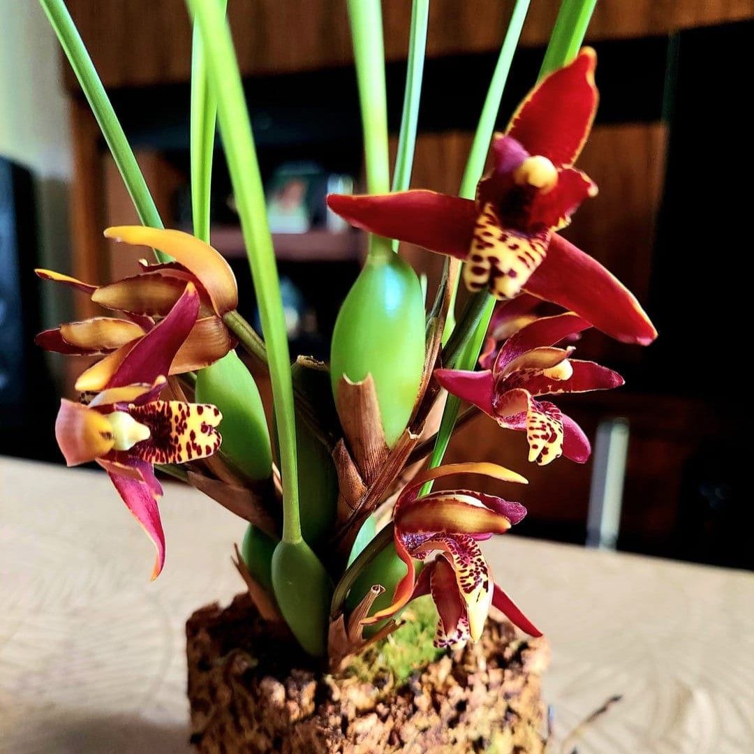 Maxillaria tenuifolia Duftorchidee auf Korkquader