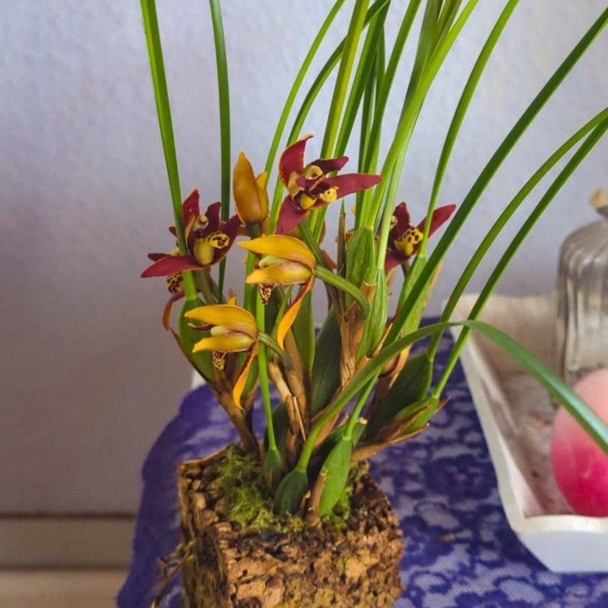 Maxillaria tenuifolia Duftorchidee auf Korkquader