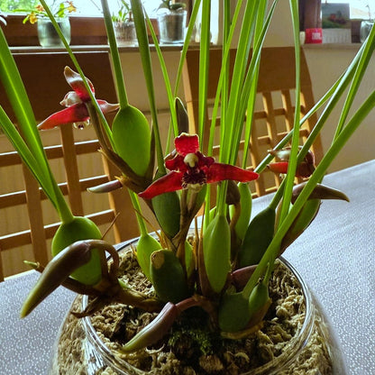 Maxillaria tenuifolia Duftorchidee auf Korkquader