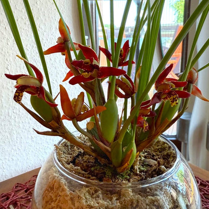 Maxillaria tenuifolia Duftorchidee auf Korkquader