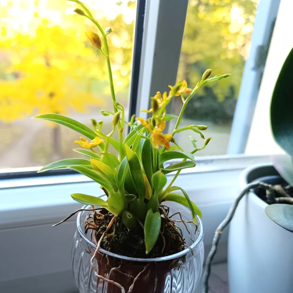 Mini-Duft-Orchidee Cyrtochilum meirax mit gelben Blüten und 1+ Rispen