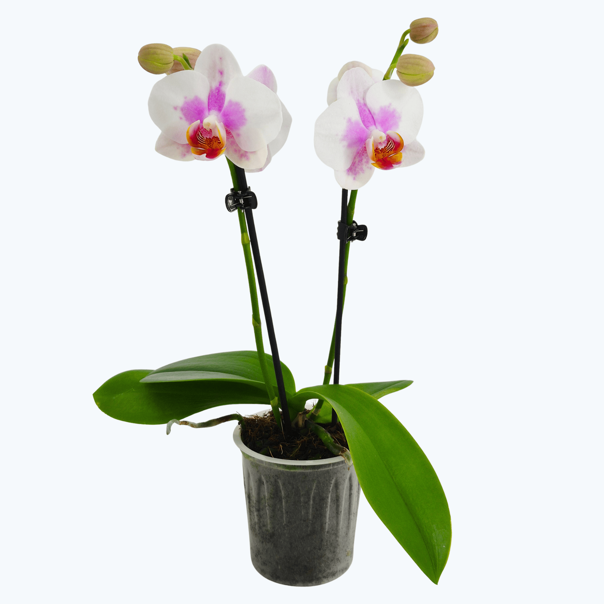 Table Dance Melina mit cremeweißen Blüten und 2 Rispen