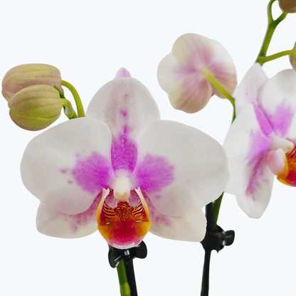 Table Dance Melina mit cremeweißen Blüten und 2 Rispen